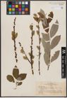 Foto von Salix caprea L.